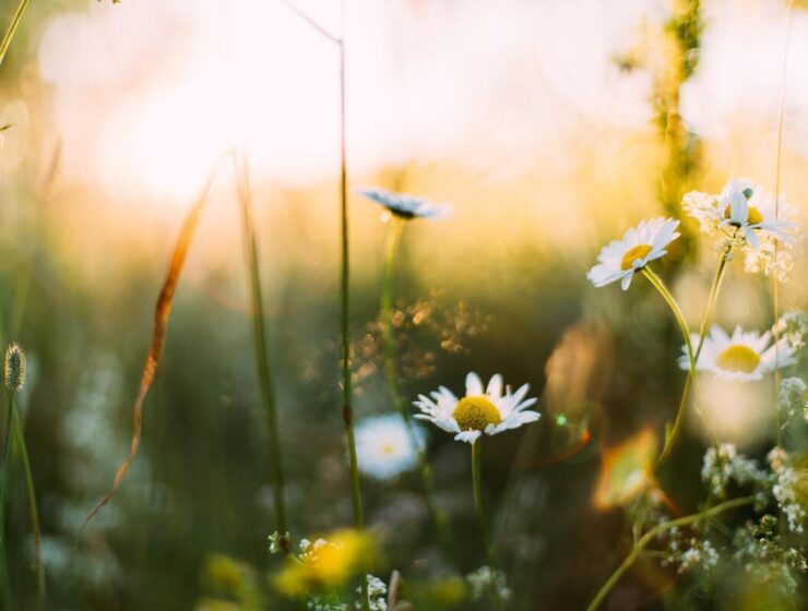 spring is in the air